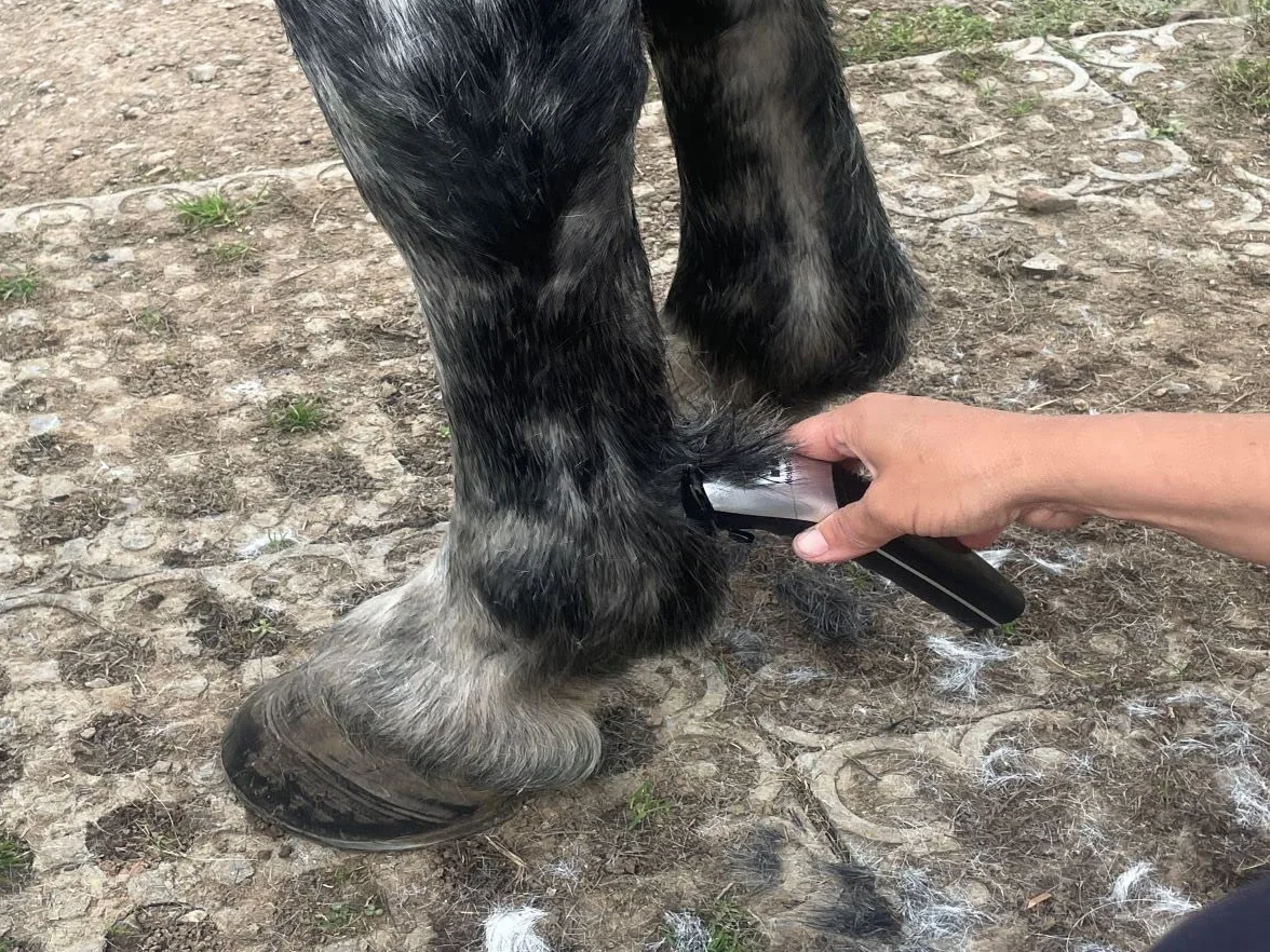 Masterclip Recortadoras de caballos inalámbricas (plateadas), kit profesional de aseo de caballos con recortadora ligera. Cortapelos Showmate II recargable para recortar caballos y ponis