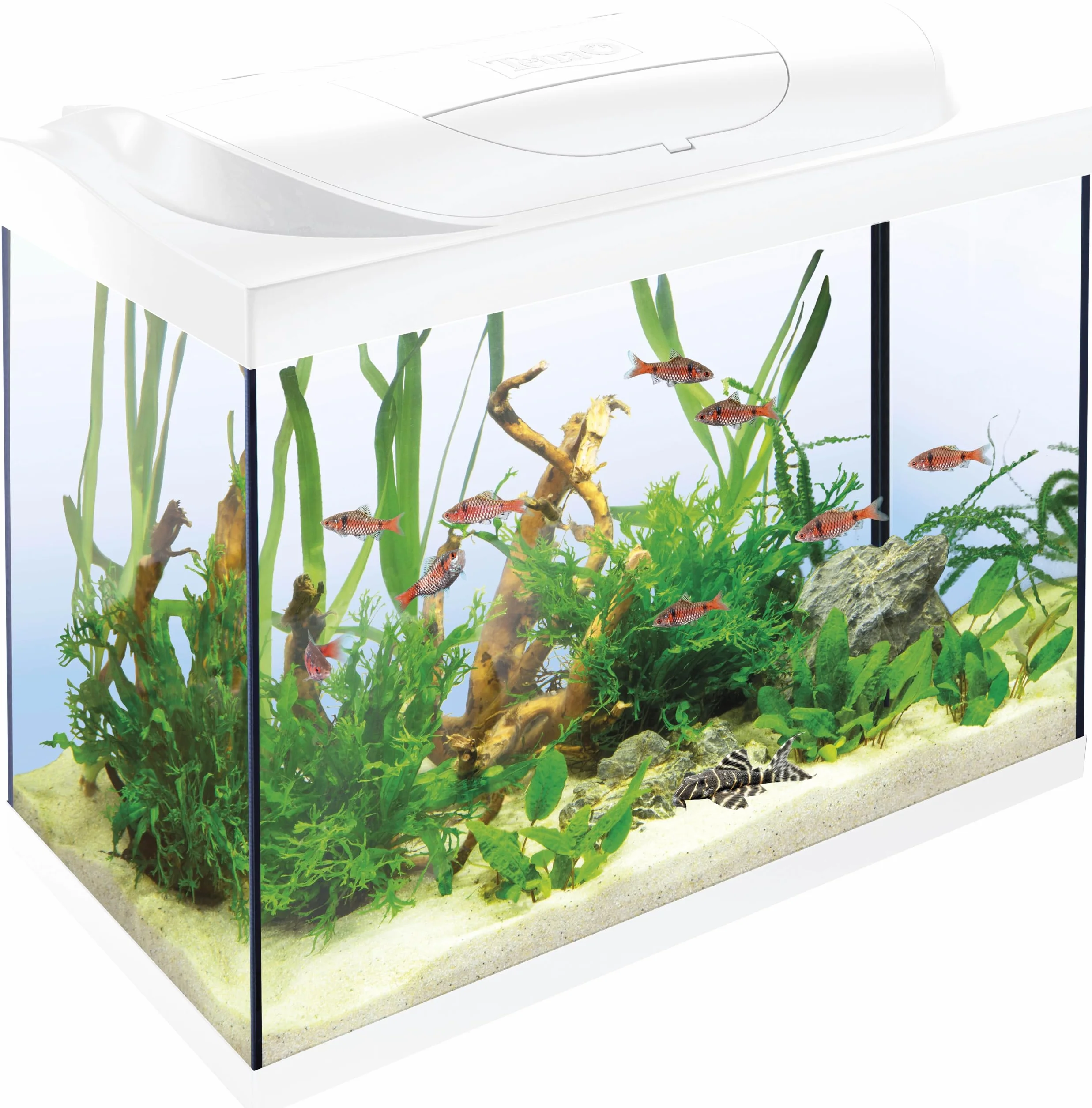 Tetra Starter Line LED 80L Acuario de Inicio Blanco, Bombilla LED con Modo luz Diurna/Nocturna